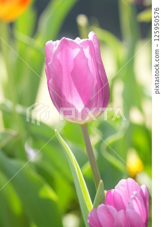 春天花圃裡盛開著閃閃發光的粉紅鬱金香花 125950576