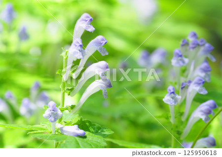 Flowers of Tatsuna Miso Flowers of Tatsuna Miso 125950618