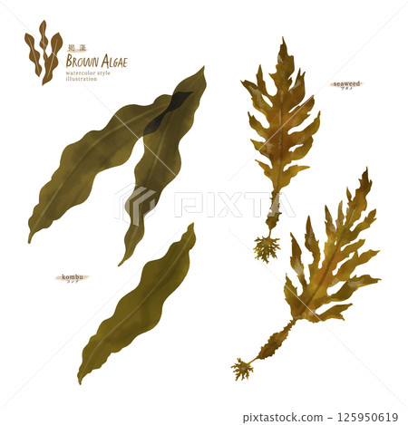 Watercolor illustration of kelp and wakame seaweed 125950619