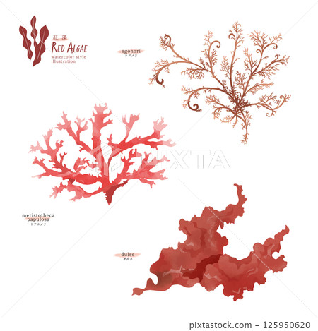 Watercolor illustration of red algae (Tosakanori, Dulse, Egonori) Watercolor illustration of red algae (Tosakanori, Dulse, Egonori) 125950620