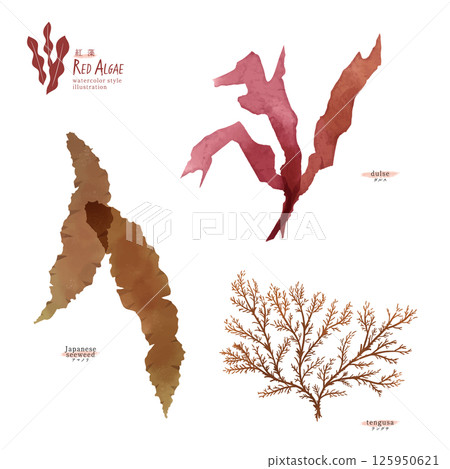 紅藻(海苔、沉香、沉香)的水彩插圖 紅藻(海苔、沉香、沉香)的水彩插圖 125950621