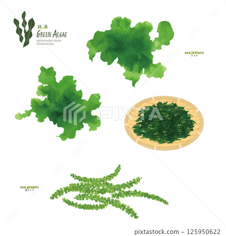 海萵苣和海葡萄的水彩插圖 125950622