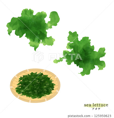 Watercolor illustration of sea lettuce 125950623
