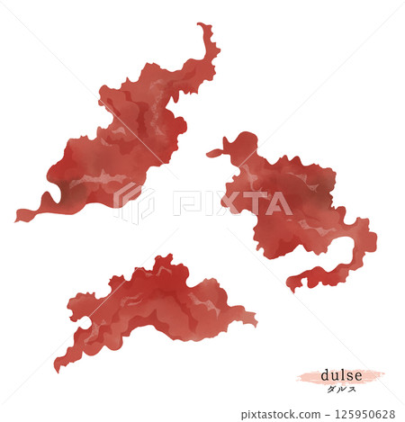 紫菜（金合歡屬植物）的水彩插圖 125950628