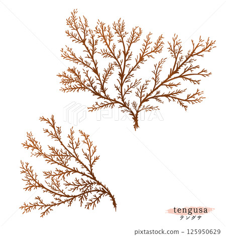 Agar watercolour illustration Agar watercolour illustration 125950629