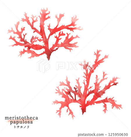 Watercolor illustration of a tosakanori 125950630