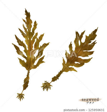 Watercolor illustration of wakame seaweed 125950631
