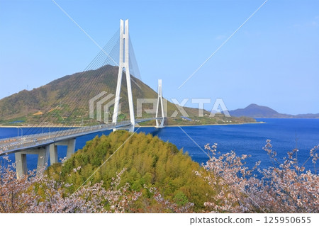 [廣島縣]從多多羅展望台（多多羅橋）眺望春天的櫻花 125950655