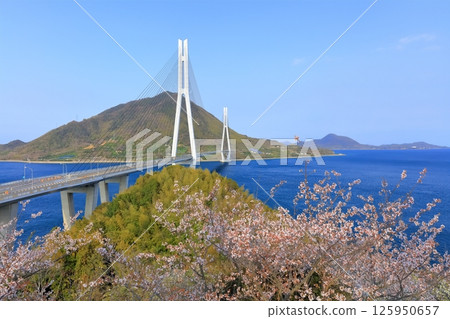 [Hiroshima Prefecture] Cherry blossoms in spring as seen from Tatara Observatory (Tatara Bridge) 125950657