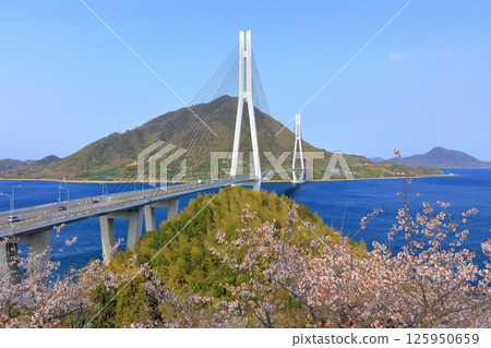 [廣島縣]從多多羅展望台（多多羅橋）眺望春天的櫻花 125950659