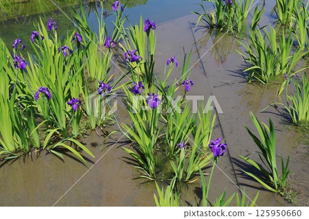 鳶尾花景觀 125950660