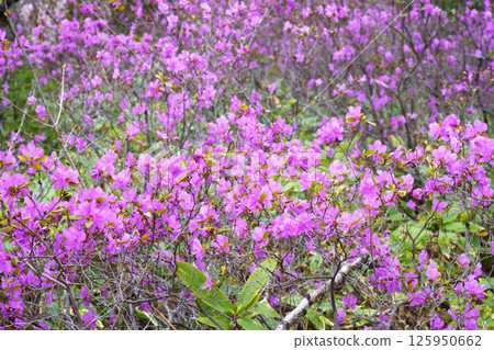 Ezomurasaki azalea Ezomurasaki azalea 125950662