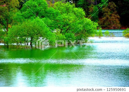 A submerged forest in spring, reflected in the fresh green of the lake 125950691
