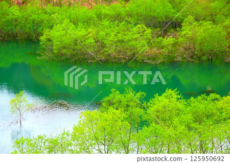 A submerged forest in spring, reflected in the fresh green of the lake A submerged forest in spring, reflected in the fresh green of the lake 125950692