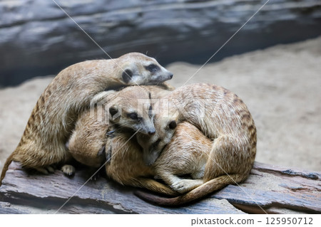 Group meerkat stand and sit down with group 125950712