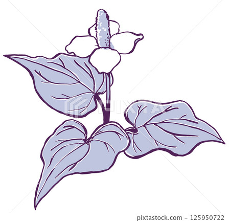A single Houttuynia cordata flower with three leaves spread out - brush drawing, two-tone painting A single Houttuynia cordata flower with three leaves spread out - brush drawing, two-tone painting 125950722