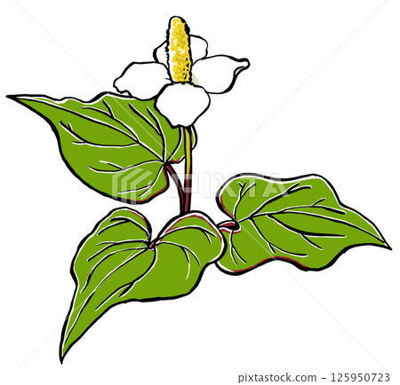 一朵魚腥草花,三片葉子展開 - 毛筆繪製,啞光處理 一朵魚腥草花,三片葉子展開 - 毛筆繪製,啞光處理 125950723