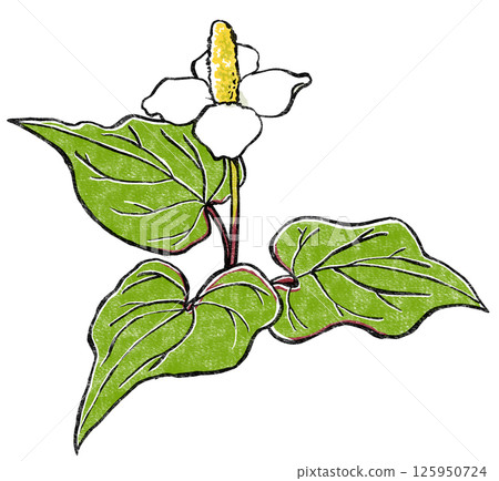 A single Houttuynia cordata flower with three leaves spread out in woodblock print style A single Houttuynia cordata flower with three leaves spread out in woodblock print style 125950724