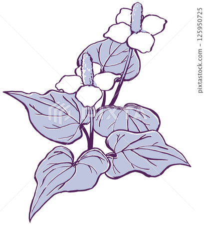 兩朵五葉展開的魚腥草花 - 用兩種顏色繪製 125950725