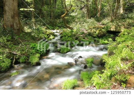 Fresh greenery of Kitanizawa mountain stream 1 125950773