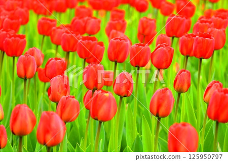 Forest, Water and Tulip Festival, Yukiyagawa Dam Forest Park, Iwate Prefecture Forest, Water and Tulip Festival, Yukiyagawa Dam Forest Park, Iwate Prefecture 125950797