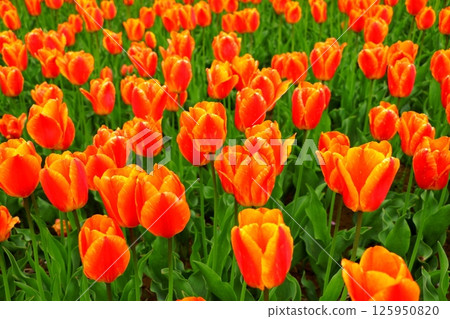 岩手縣雪谷川水壩森林公園“森林、水與鬱金香節” 岩手縣雪谷川水壩森林公園“森林、水與鬱金香節” 125950820
