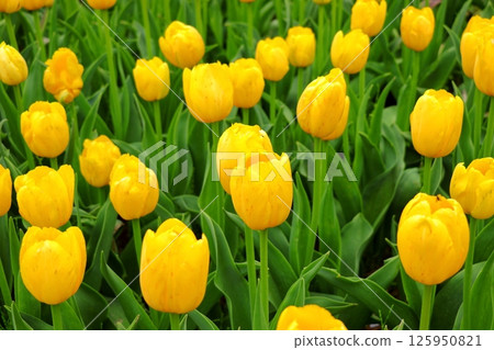 岩手縣雪谷川水壩森林公園“森林、水與鬱金香節” 125950821