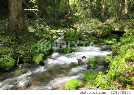 Fresh greenery of Kitanizawa mountain stream 2 Fresh greenery of Kitanizawa mountain stream 2 125950892