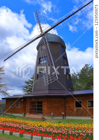 Forest, Water and Tulip Festival, Yukiyagawa Dam Forest Park, Iwate Prefecture 125950973