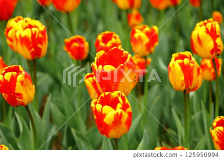 Forest, Water and Tulip Festival, Yukiyagawa Dam Forest Park, Iwate Prefecture Forest, Water and Tulip Festival, Yukiyagawa Dam Forest Park, Iwate Prefecture 125950994