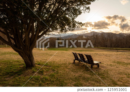 Large tree and bench in the park at dusk Large tree and bench in the park at dusk 125951001
