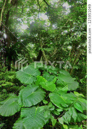 Yanbaru Forest (Kunigami Village, Okinawa Prefecture) 125951049