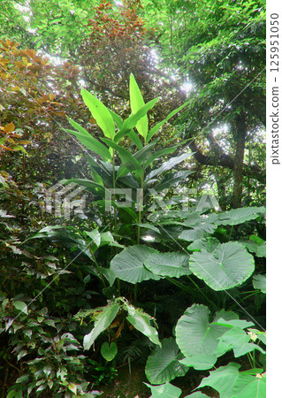 Yanbaru Forest (Kunigami Village, Okinawa Prefecture) 125951050
