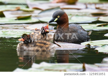 Parent and child of Kaizuburi 125951051