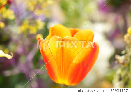 A soft yellow-orange tulip with a beautiful gradation 125951137