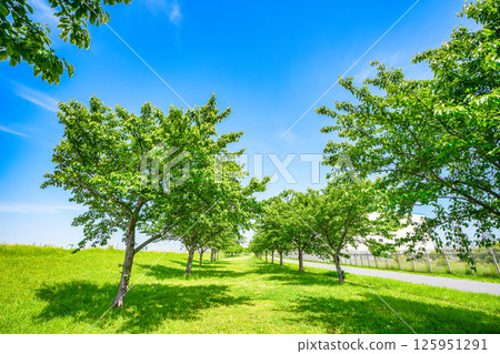 廣場上綠樹成蔭、藍天白雲的風景 廣場上綠樹成蔭、藍天白雲的風景 125951291