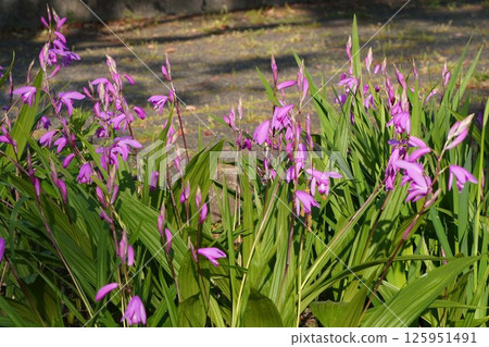 Shiran Flowers, April 2025 125951491