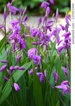 Shiran Flowers, April 2025 125951494