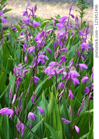 Shiran Flowers, April 2025 125951496