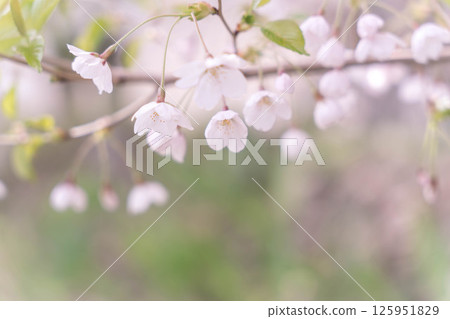 淡粉色的櫻花 125951829