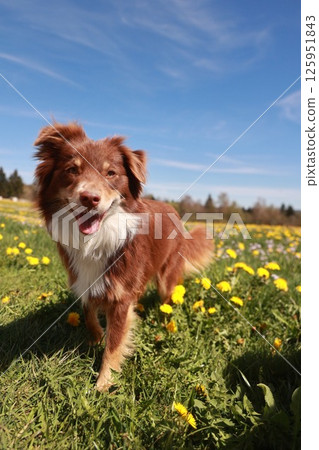 A brown and white dog is standing in a field of yellow flowers A brown and white dog is standing in a field of yellow flowers 125951843