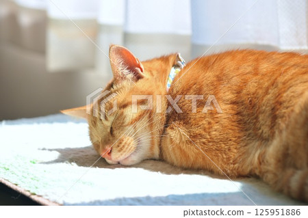 A sleepy cat basking in the sun. Sleeping cat. 125951886