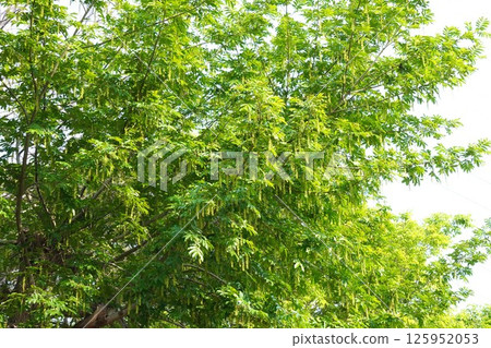 Chinese walnut fruit, April 2025 125952053