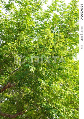 Chinese walnut fruit, April 2025 Chinese walnut fruit, April 2025 125952054