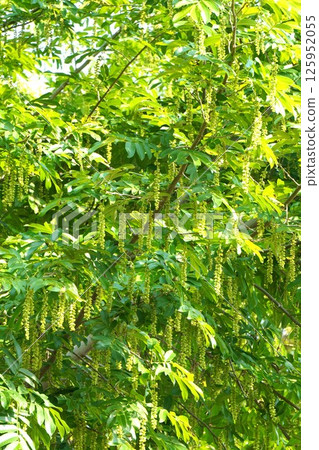 Chinese walnut fruit, April 2025 Chinese walnut fruit, April 2025 125952055