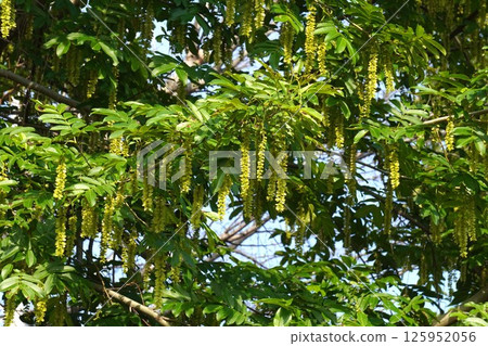 Chinese walnut fruit, May 2025 Chinese walnut fruit, May 2025 125952056