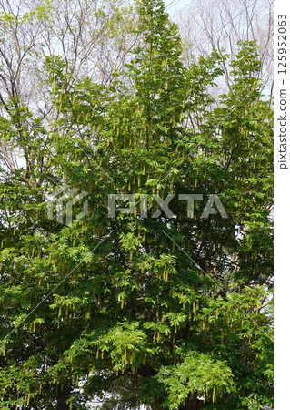 Chinese walnut fruit, May 2025 125952063