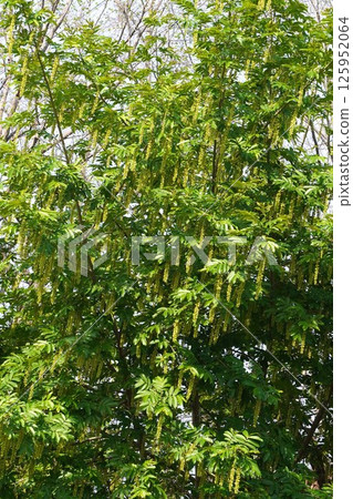 Chinese walnut fruit, May 2025 125952064