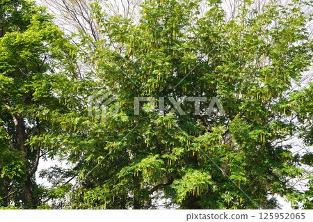 Chinese walnut fruit, May 2025 125952065