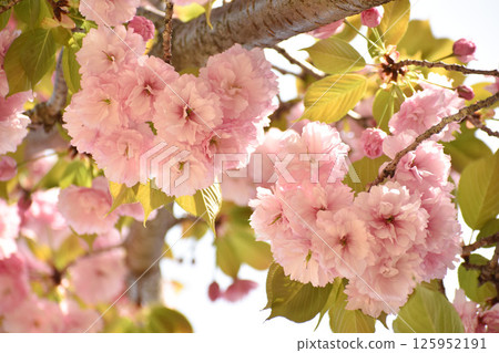 Gorgeous pink double cherry blossoms 125952191